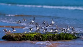 sanderlings-D-A.jpg