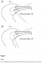 2. P. c. carbo vs P. c. sinensis (gular pouch angles).jpg