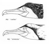 3. P. c. carbo vs P. c. sinensis.jpg