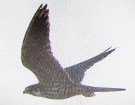 BF ID Hobby or young Peregrine_.jpg