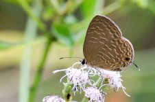 unknown butterfly_6392_January 17, 2016.jpg