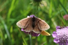 Almond-eyed Ringlet it 2.jpg