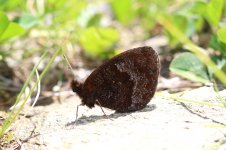 Water Ringlet it 2.jpg