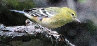 unk vireo.jpg