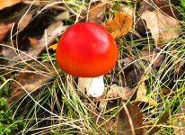 P2370225.jpeg   Fly agaric1. for comp..jpeg