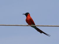 carmine bee eater.jpg