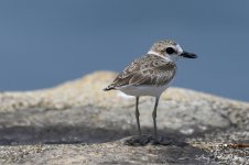 Lesser Sand Plover@Lazarus Island#Sg~2020^Z6_1309  copy.jpg