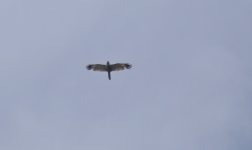 marsh harrier 01 09.JPG