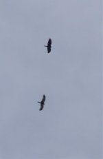 Two Harriers 01 09..jpg