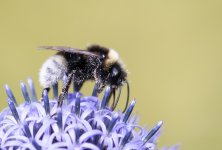 0722 Bombus sylvestris BF.jpg