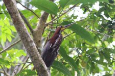 Rufescent Tiger-heron I.JPG