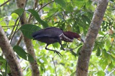 Rufescent Tiger-heron II.JPG