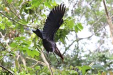 Rufescent Tiger-heron III.JPG