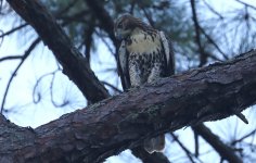 Red-tailed Hawk JUV-01a.JPG