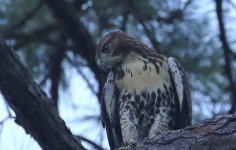 Red-tailed Hawk JUV-02a.JPG
