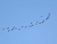 Pink-footed Geese_Girdle Ness_031120a.jpg