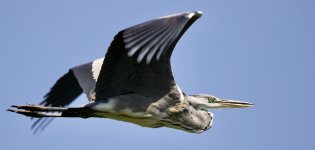 Gray Heron (7).jpeg