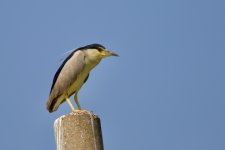 Black-Crowned Night-Heron.jpeg