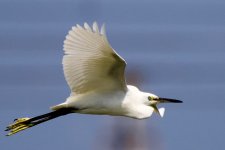 Little Egret (1).jpeg