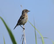 Stonechat_Girdle Ness_090820a.jpg