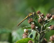 Common Darter_Girdle Ness_090820a.jpg