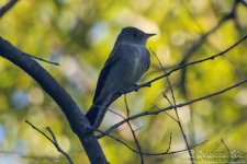 flycatcher_0003.jpg