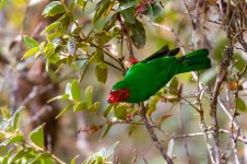 Chlorornis riefferii - Copy.jpg