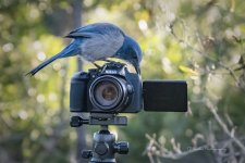 Jay Florida Scrub on B700 (How Do You Work This Thing TJP7688D500).jpg