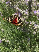 Jersey Tiger.jpg