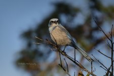 Jay Florida Scrub Profile Pic (FL Scrub Jay - Unofficial Florida State Bird TJP7719D500).jpg