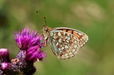 Niobe Fritillary it 2.jpg