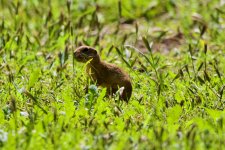 Yellow Ground Squirrel.jpeg