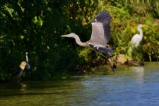 BCNH - Little Egret - Gray Heron - Great Heron.jpeg