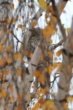Ural Owl vn 1.jpg