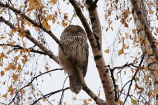 Ural Owl vn 2.jpg