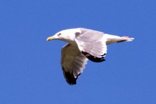 Mongolian Gull (1).jpeg