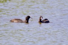 Eurasian Coot.jpeg