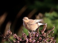 wheatear_Isle-of-Wright.jpg