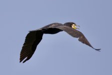 Great Cormorant.jpeg