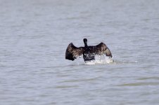 Great Cormorant (3).jpeg