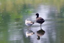 Eurasian Coot & Black-Headed Gull.jpeg