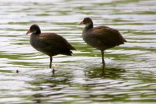 Eurasian Coot (juv).jpeg