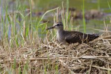 Wood Sandpiper (2).jpeg