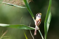 Reed Parrotbill.jpeg