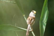 Reed Parrotbill (2).jpeg