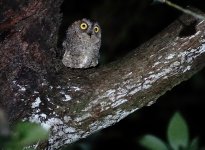 DSC07283 Lanyu Scops Owl @ Tai Long ARS.jpg