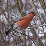 bullfinch4.jpg