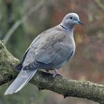 collared dove.jpg