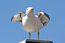 lesser black backed gull.jpg