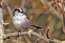 long tailed tit 4.jpg